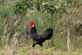 France, Aquitaine, Le Teich, black rooster.