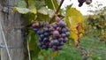 France autumn vineyard Rhine