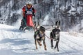 A competitor rushes at a tremendous speed along the track with a team of sled dogs