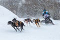 A competitor rushes at a tremendous speed along the track with a team of sled dogs Royalty Free Stock Photo