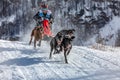 A competitor rushes at a tremendous speed along the track with a team of sled dogs Royalty Free Stock Photo