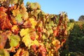 France, the Burgundy region: autumn vineyard