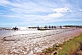 France Camargue horses on the beach Royalty Free Stock Photo