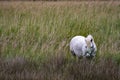 France - Camargue - wild horses Royalty Free Stock Photo