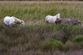 France - Camargue - wild horses Royalty Free Stock Photo