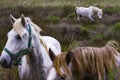 France - Camargue - wild horses Royalty Free Stock Photo