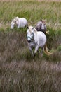 France - Camargue - wild horses Royalty Free Stock Photo