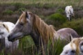 France - Camargue - wild horses Royalty Free Stock Photo