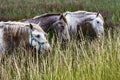 France - Camargue - wild horses