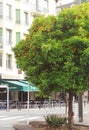 France Cannes street mandarin tree with ripe fruits