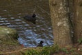 France - Elancourt - Bassin de la muette - Black birds rest base by the lake, and in the lake.