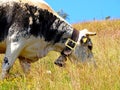 France, Great East, Alsace, Cow of Vosges