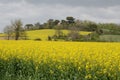 France, Haute Garonne, colza fields. Royalty Free Stock Photo