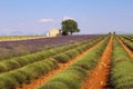 France, landscape Provencal: harvest lavender field