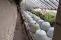 France   large bell-shaped jars that 19th-century French market gardeners placed over plants Royalty Free Stock Photo