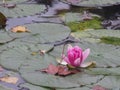 France, Loire Valley, Giverny, Claude Monet`s garden, pond, water lily Royalty Free Stock Photo