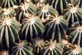 France, Nice, parc Phenix: eriocactus magnificus