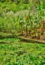 France, the picturesque garden of Balata in Martinique