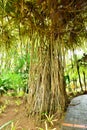 France, the picturesque garden of Balata in Martinique