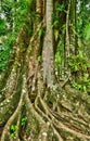 France, the picturesque garden of Balata in Martinique