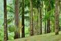 France, the picturesque garden of Balata in Martinique