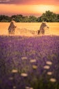 France, Provence Alps Cote d`Azur, Valensole Plateau, Lavender Field at sunrise Royalty Free Stock Photo