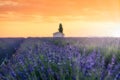 France, Provence Alps Cote d`Azur, Valensole Plateau, Lavender Field at sunrise Royalty Free Stock Photo