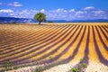 France. Provence - lavander fields Royalty Free Stock Photo