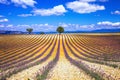 France. Provence - lavander fields Royalty Free Stock Photo