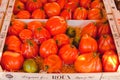 France, Provence. Selling red fresh tomatoes on the market
