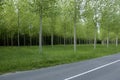 France, small country road lined with trees