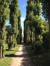 France Treelined Path