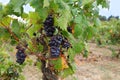 France vineyard Corbieres region AOC Royalty Free Stock Photo