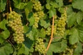 Vineyard green grapes growing in summertime daytime