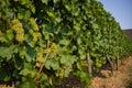 Vineyard green grapes growing in summertime daytime