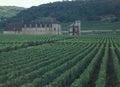 France: Wine-Region Bordeaux, Chardonay-Grapes Plantation Royalty Free Stock Photo