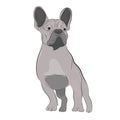 Franch Bulldog with funny ears. Purebred canine hand drawn illustration.