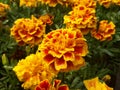 Franch marigold