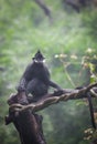 Francois langur Royalty Free Stock Photo