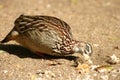 Francolin Royalty Free Stock Photo