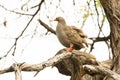 Francolin Bird