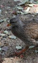 Francolin bird walking in the Kruger national park