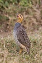 Francolin Male Royalty Free Stock Photo