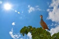 Francolinus pintadeanus bird Royalty Free Stock Photo