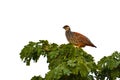 Francolinus pintadeanus bird Royalty Free Stock Photo