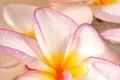 Frangipane flowers Royalty Free Stock Photo