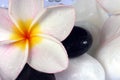Frangipane flowers and pebbles in a glass bowl Royalty Free Stock Photo