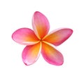 Frangipani