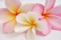 Frangipani Royalty Free Stock Photo