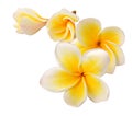 Frangipani Royalty Free Stock Photo